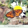 melitaea interrupta georgia borzhomi male